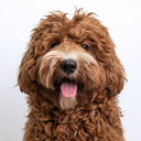 Goldendoodle σκύλος με μακρύ καστανό τρίχωμα, ιδανικό για χτένισμα με Trimmi Care 